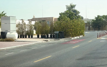 الصورة: أشجار