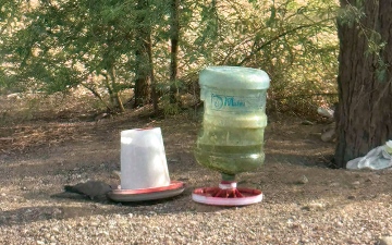 الصورة: رفق بالطيور