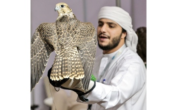 الصورة: نظرة شموخ