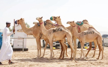 الصورة: &laquo;فالك الناموس&raquo;.. مهرجان الظفرة يبدأ ترصيص السلالات الأصيلة