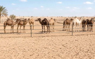 الصورة: رجل يشتري 10 جمال ويتسلمها ويرفض سداد ثمنها
