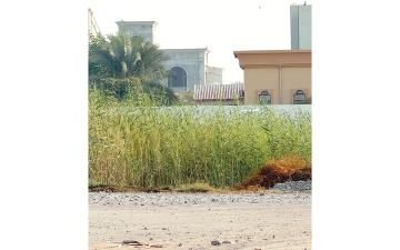 الصورة: نباتات