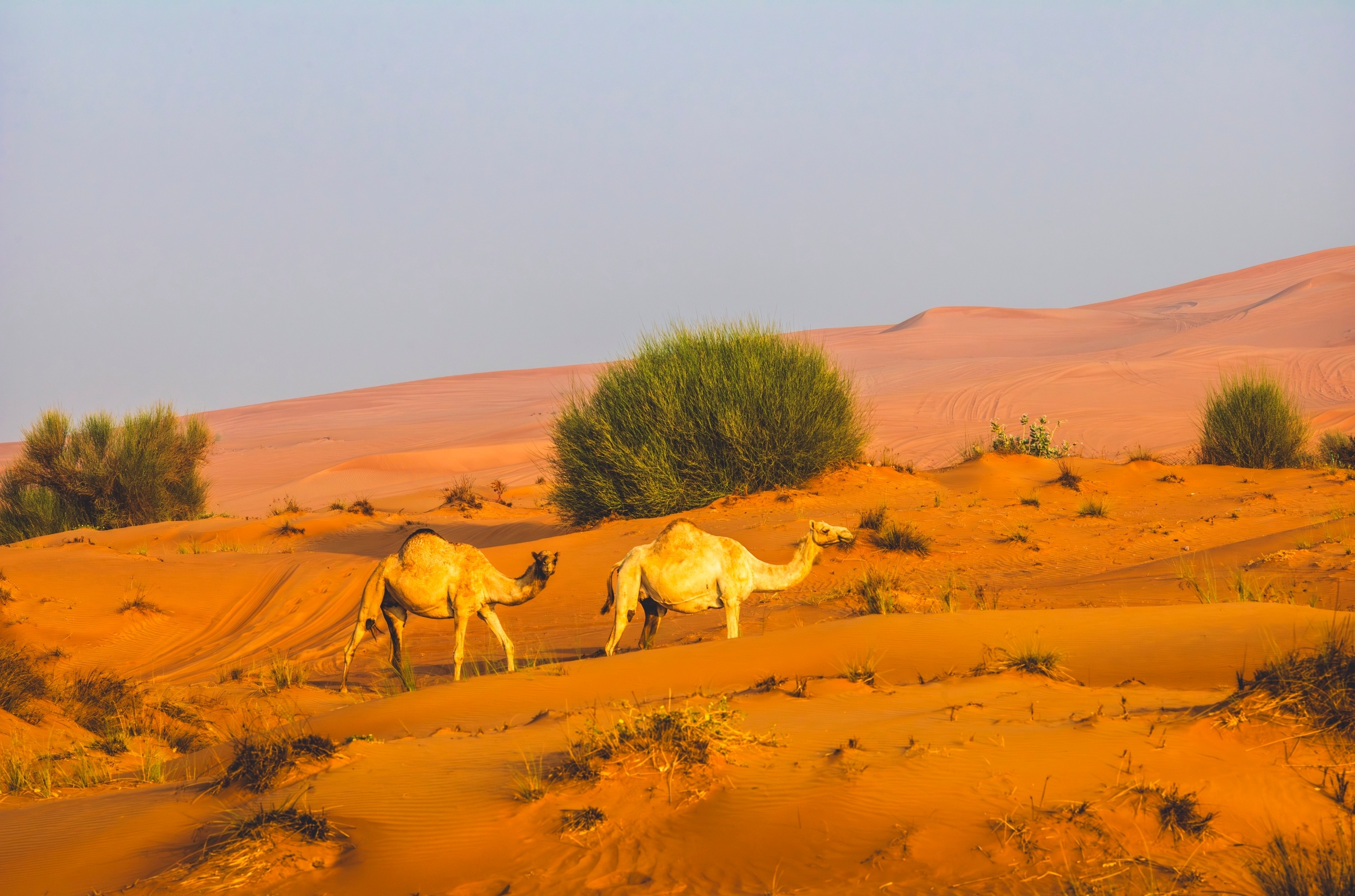 اعتباراً من اليوم.. انتهاء موسم رعي الإبل في أبوظبي اعتباراً من اليوم.. انتهاء موسم رعي الإبل في أبوظبي