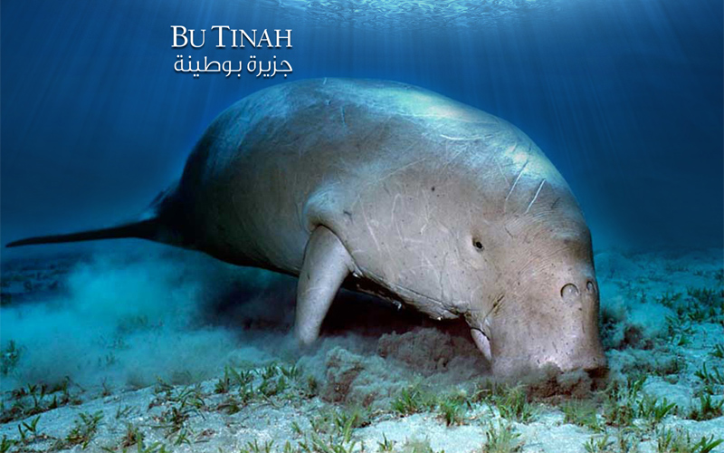 بعيداً عن ضوضاء المدن.. تقبع الجزيرة على الشواطئ الغربية لدولة الإمارات العربية المتحدة-من المصدر