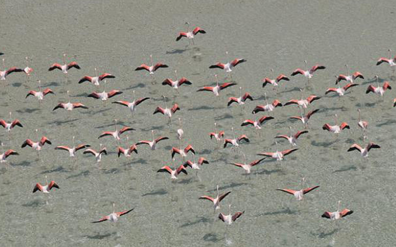 تتردد بين جنبات الجزيرة زقزقة العصافير في تناغم وتجانس بديع-من المصدر