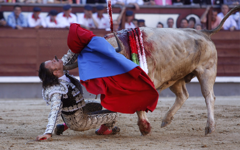 في الجولة الثالثة كان المصارع يعتزم قتل الثور، ولكن "الضحية" انتفض على قواعد اللعبة وسدد "لقاتله" الضربة القاضية-أ.ف.ب