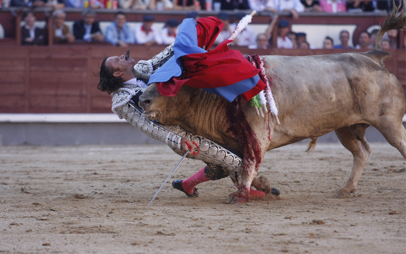 وتلاعب الثور الفائز بالمصارع قبل أن ينجح الأخير من الافلات من "قبضة القرن"-أ.ف.ب