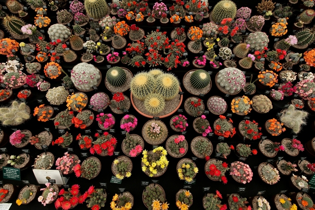 يعتبر معرض تشلسي  للزهور وفن الحدائق اكبر معرض في العالم - غيتي