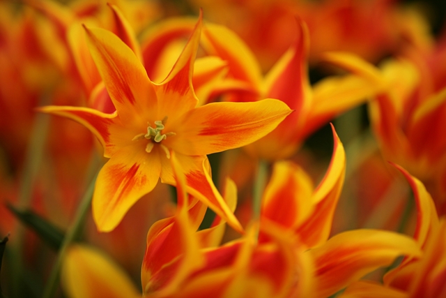 يضم المعرض  مزيجا رائعا من الالوان والروائح والتصميمات يعكس غرام البريطانيين الشديد بالزهور-غيتي