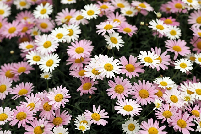 المعرض هو تقليد انجليزي قديم يتطلع إليه البريطانيون كل عام ويأتون إليه من أماكن بعيدة عن لندن-غيتي