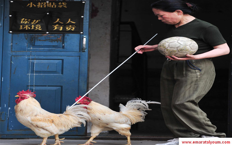 حكم المباراة يوجه انذاراً بالعصا للديك المشاغب-أ.ب.أ