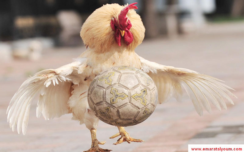 ويسدد الكرة باتجاه مرمى الخصم-ا.ب.أ