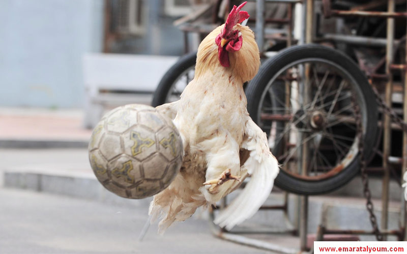 لمسة سحرية من "نجم الديكة"-أ.ب.أ