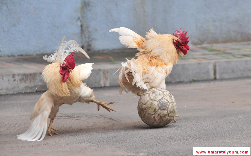 حمى المونديال اجتاحت ديكة الصين، فتم تنظيم مباراة مثيرة في شنيانغ عاصمة مقاطة لياونينغ-أ.ب.أ