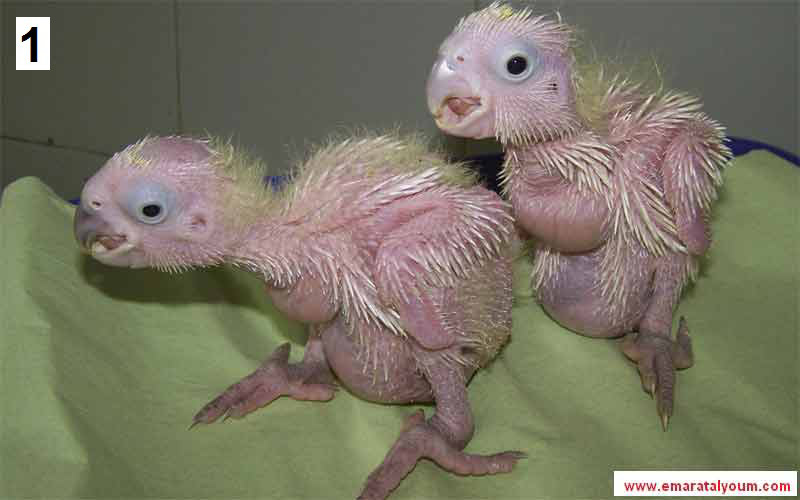 صور لصغار عدد من الحيوانات، حاول أن تختبر معلوماتك وتحدد أسماء الحيوانات. المصدر: إي بي أيه