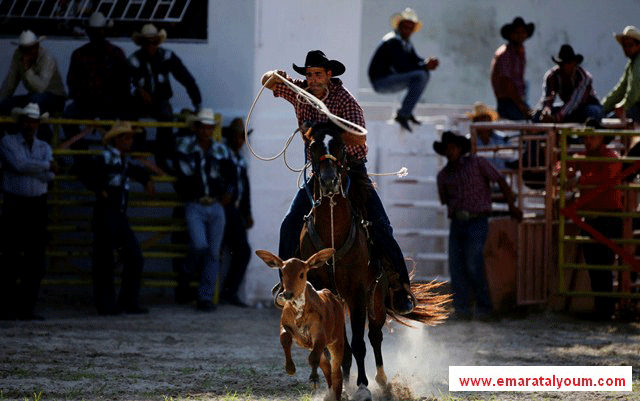 لقطات من فعاليات المهرجان التقليدي لرعاة البقر الذي تحتضنه كوبا :المصدر-ا.ب
