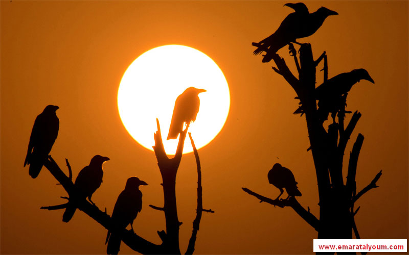 الطيور تلجأ إلى الأشجار مع هبوط الليل في العاصمة الباكستانية إسلام آباد. أ ب