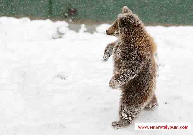 المصدر-د.ب.ا