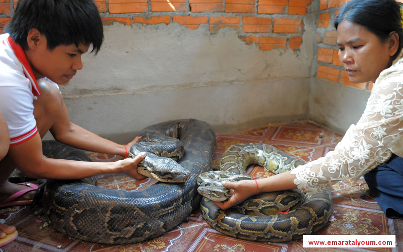 احتفل سكان قرية سفاي رولوم الكمبودية بزفاف البايثون الذكر "كرونغ بك" على البايثون الأنثى "تشامريون". وأدخلت سيدة كمبودية بايثونها الذكر "بك" إلى القفص ليقترن بـ "تشامريون"،  التي دخلت القفص "الذهبي" برفقة مالكها. أ ب