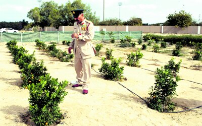زراعة مليون شجرة مبادرة لتحـسين مؤشر البصمة البيئية حياتنا ملامح الإمارات اليوم