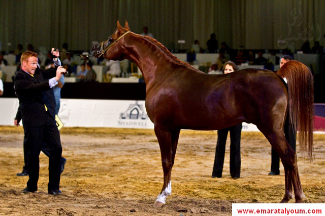 صورة عن جمال الخيول العربية بعدسة أحمد سعيد الكعبي