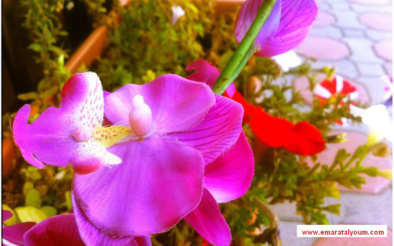 ضوء و ألون بعدسة مصطفى خان