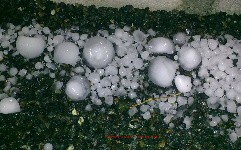 مسافي. القارئة شوق