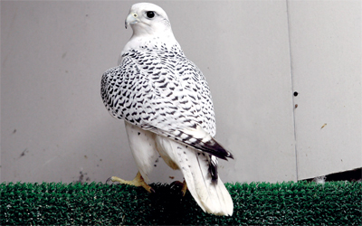 تكاثر صقور  «السنقر» يحتاج إلى أبحاث وتقنيات خاصة.		تصوير: شاندرا بالان