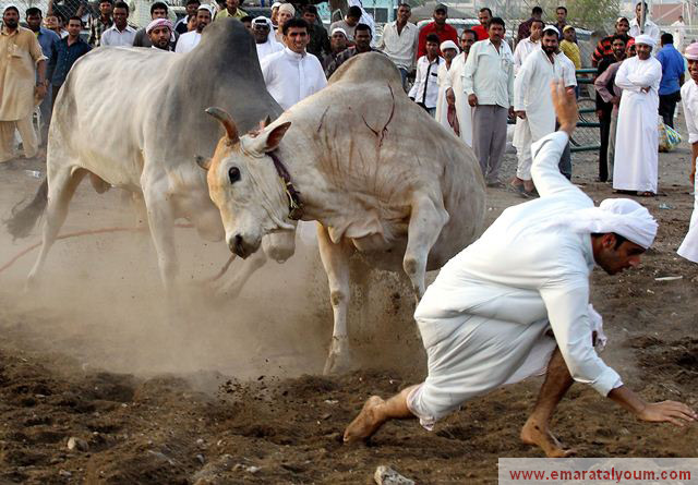 صور من فعاليات  المهرجان السنوي الشعبي لمصارعة الثيران في امارة الفجيرة-ا.ف.ب