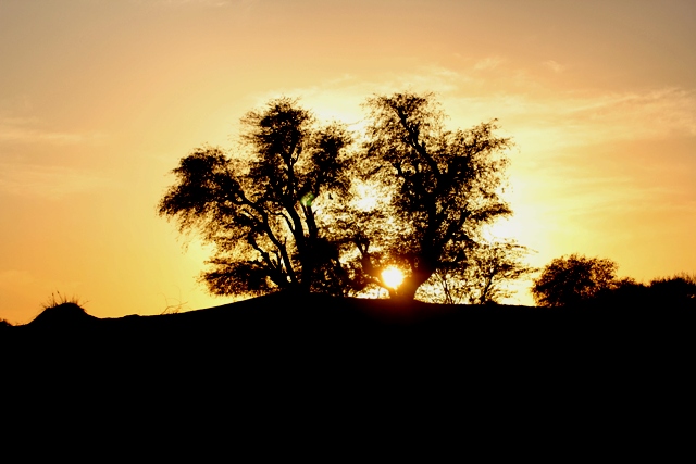 الصور بعدسة القارئة عاشقة الصحراء