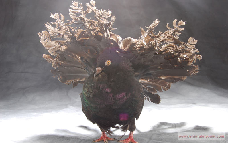 نجح مشروع "عدستي"، الخاص بطلاب وطالبات مركز دبي لتأهيل المعاقين، الذي أرسى دعائمه في العام 2008، في اكتشاف مواهب كامنه في مجال التصوير الفوتوغرافي.