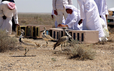 3 من طيور الحباري تتمتع بالحرية.