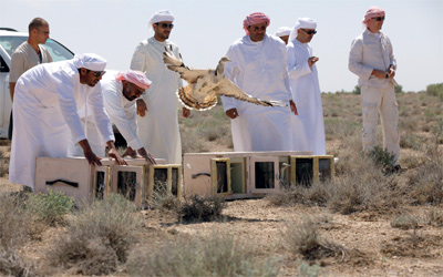 لحظة إطلاق طائر الحباري