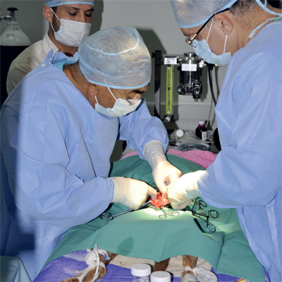 فريق طبي يجري جراحة للوشق. 	 من المصدر