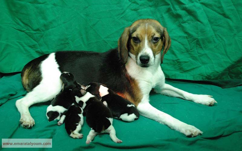 كلبة تطعم صغارها حديثي الولادة. إي بي أيه