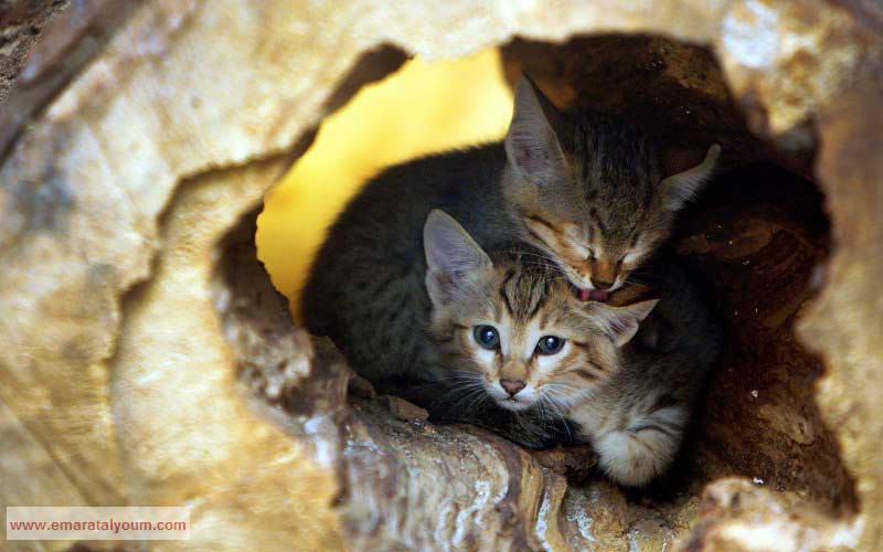 نظرة للمستقبل. إي بي أيه