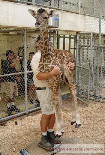 زرافة حديثة الولادة يتم وزنها لمتابعة حالتها الصحية في حديثة حيوانات فرجينيا الأميركية. أ ب