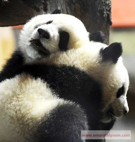 توأم باندا. أ ف ب