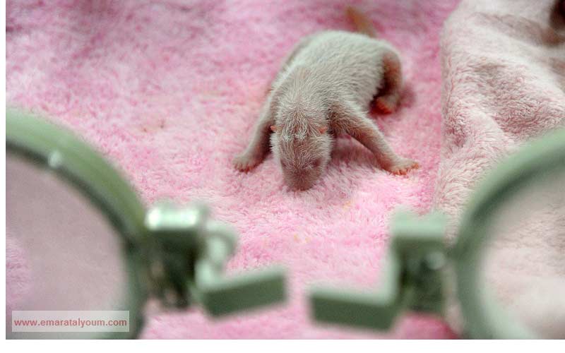 باندا بعد أيام من ولادته في جينغدو الصينية.  غيتي