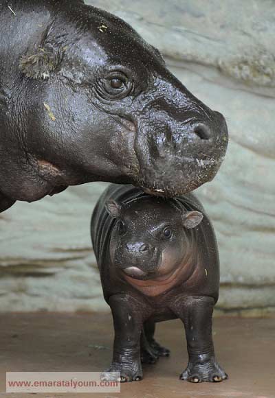 صغير فرس النهر مع أمه. أ ف ب