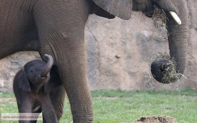 فيل صغير يحتمي بأمه.  أ ب