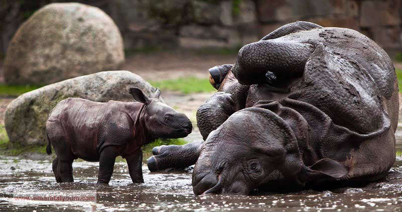 وحيد القرن الهندي. أ ب