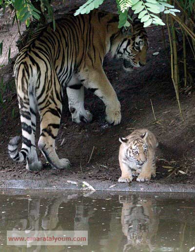 أنثى نمر سيبيري مع صغيرها. أ ب