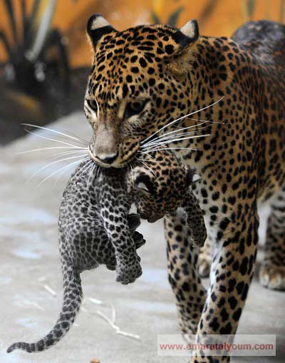 أنثى فهد سري لانكي تحمل صغيرها.  رويترز