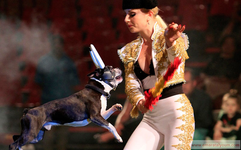 كلب متنكر بشكل ثور في احتفال خاص بمجموعة من الكلاب الشهيرة في ميامي بالولايات المتحدة. أ ب