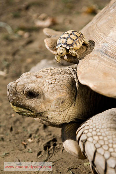 سلحفاة صغيرة تمزح مع أمها. إي بي أيه