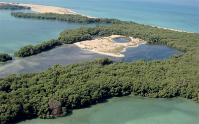 جزيرة بوطينة تتميز بالتنوع الحيوي وتستضيف مياهها ثاني أكبر تجمع لأبقار البحر.	 أرشيفية