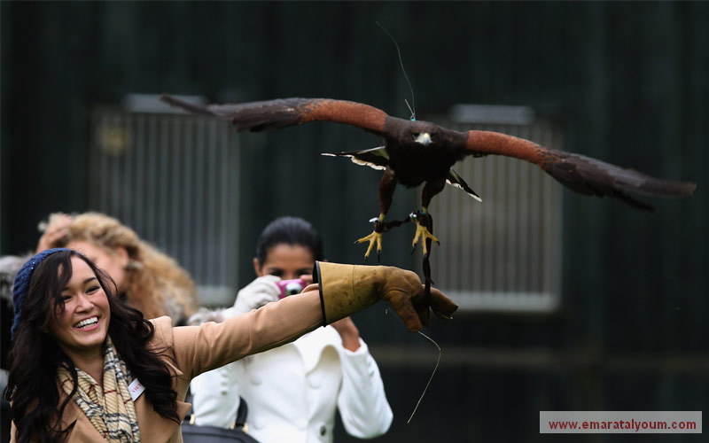 ممثلة الجمال الفيتنامي "فيكتوريا فام ثوي في" تجرب حظها مع الصقر. غيتي