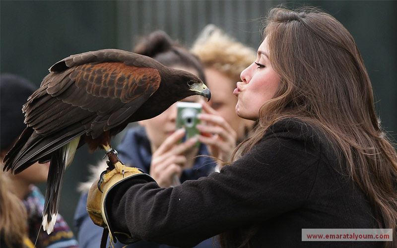 ملكة جمال بيرو تتحدى شراسة الصقر بجمالها. غيتي