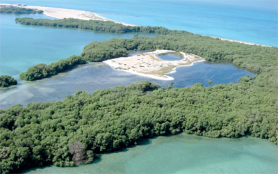 جزيرة بوطينة محمية لأنواع متعددة من الكائنات المهددة بالانقراض. 		أرشيفية